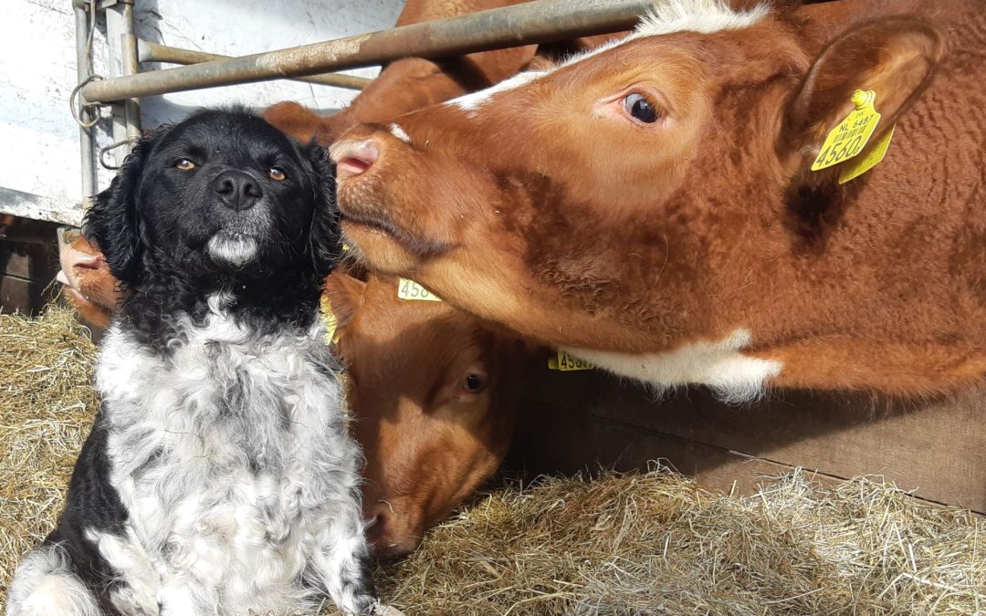 Vrienden op de Boerderij