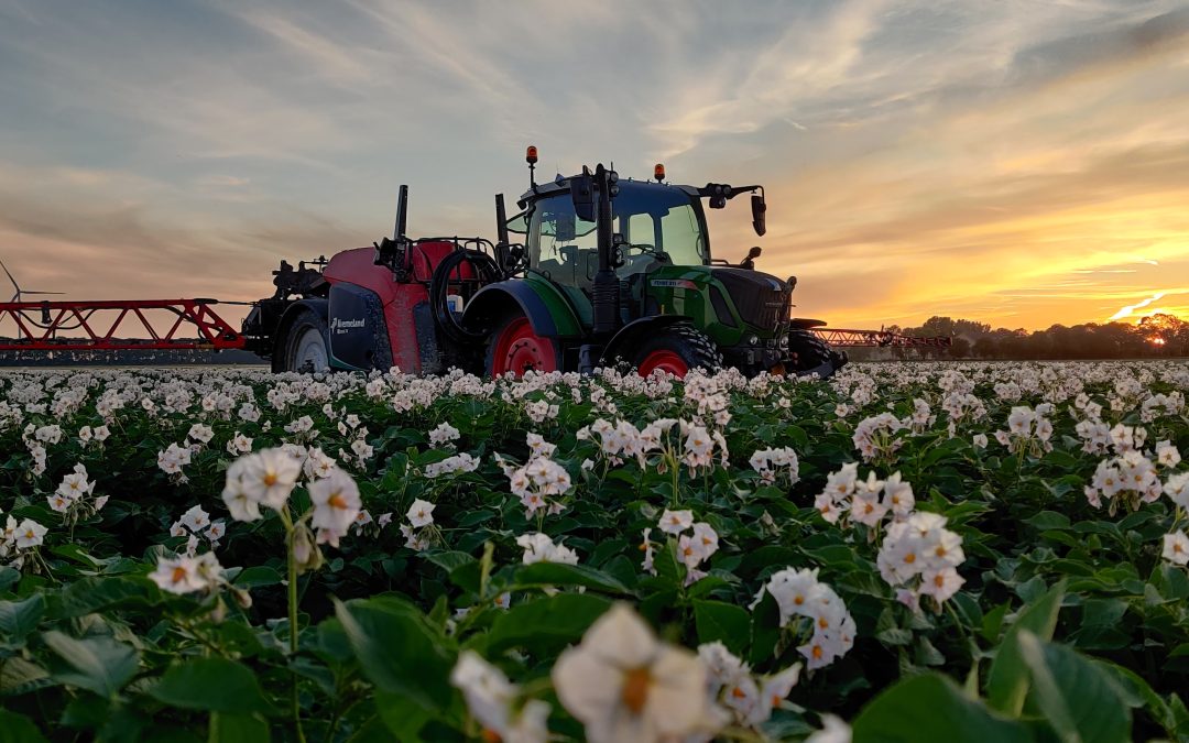 Aardappels spuiten in de avondzon