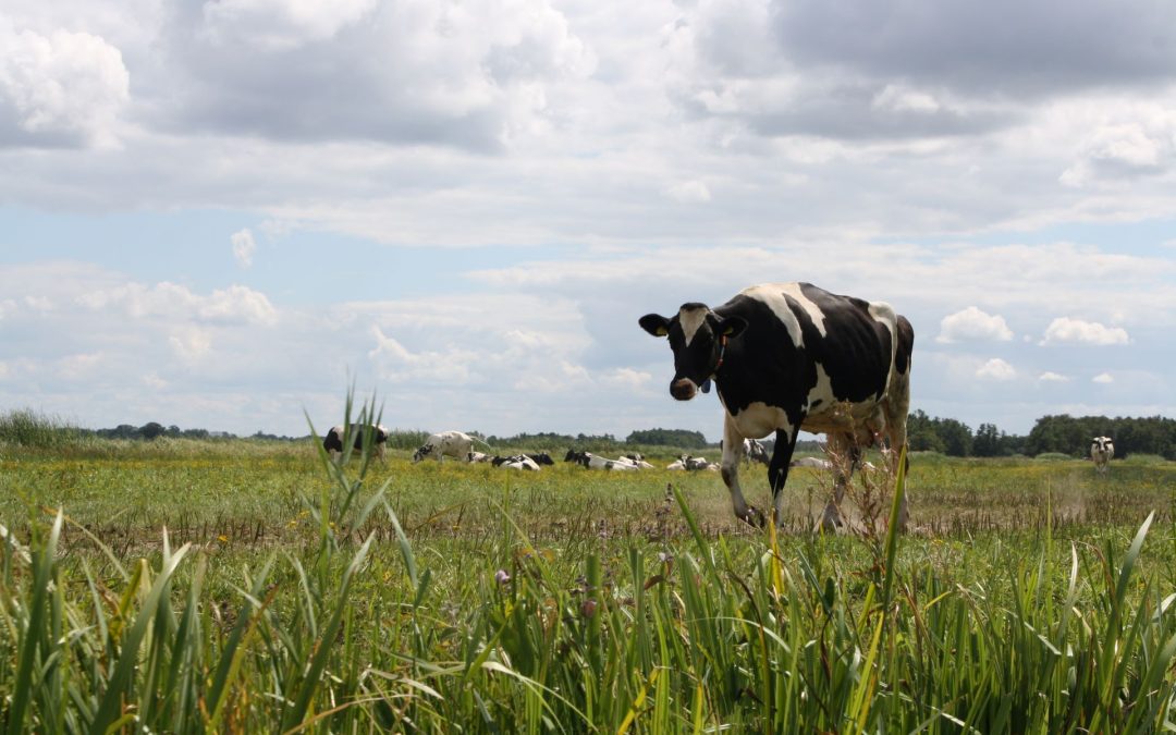 Hollands Plaatje