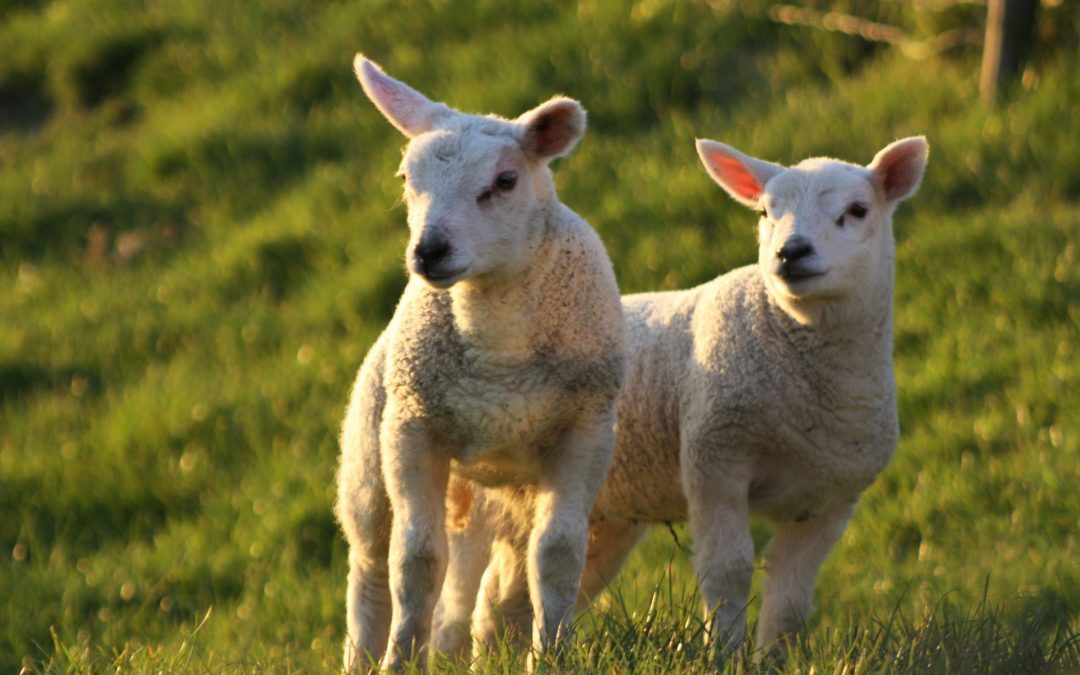 Lammetjes met de avondzon