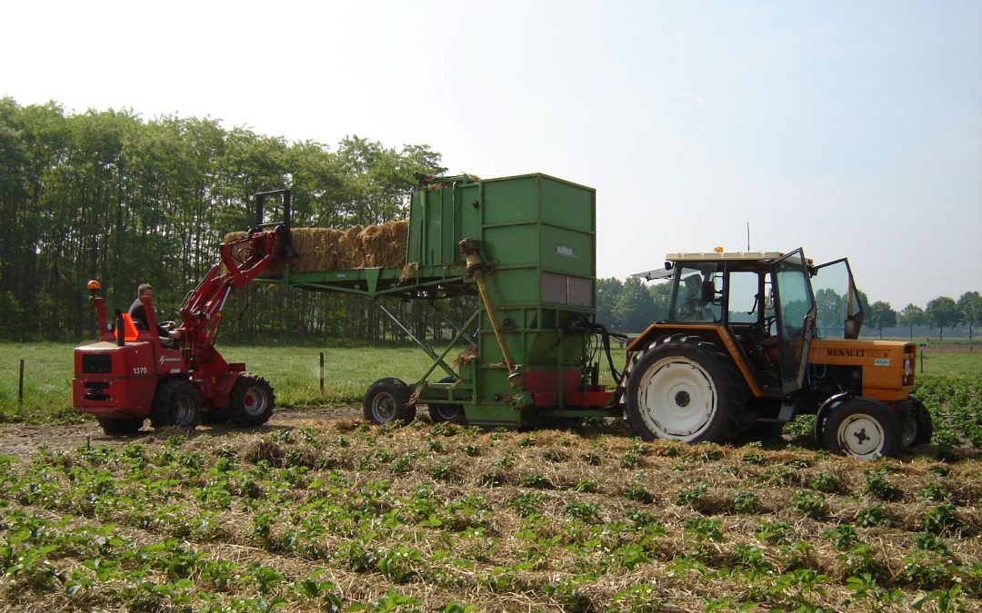 Stro leggen in de aardbeien