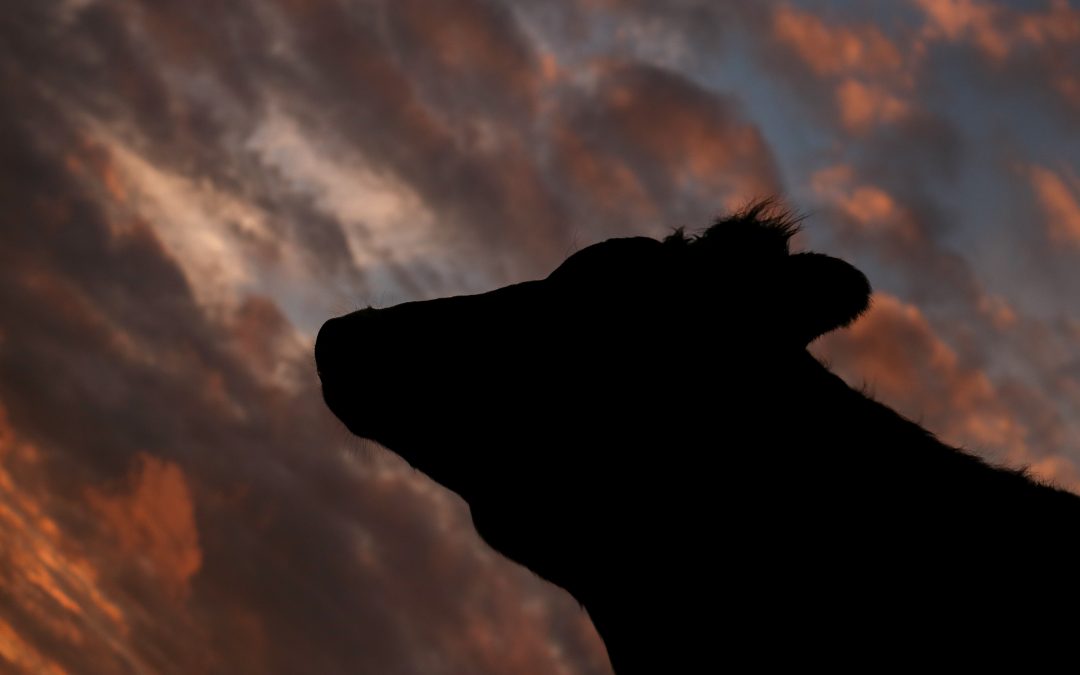 Zonsondergang bij de dames Cindy Kuiphuis