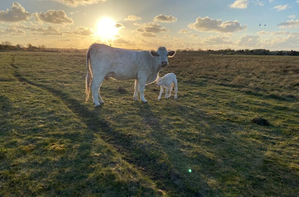 Charolais koe – Maurits Kloet