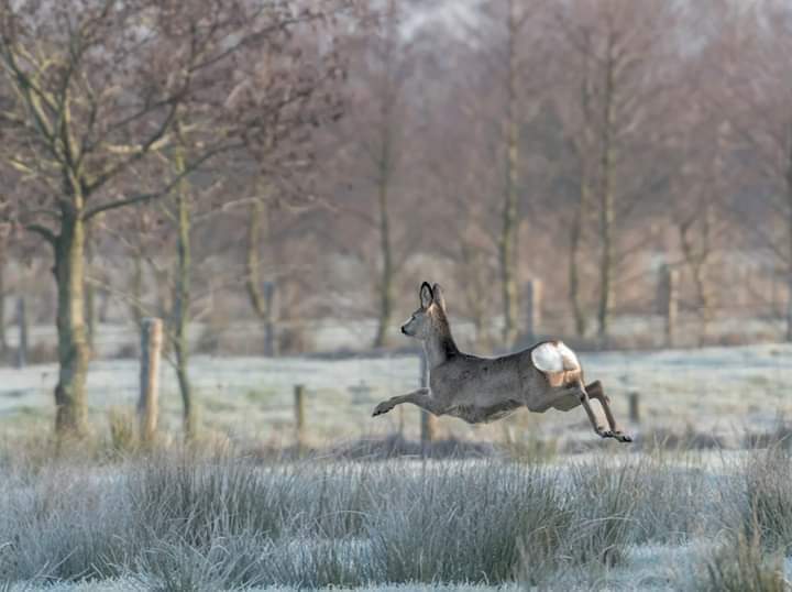 Een sprong door het weiland – Marijke Van der sluis