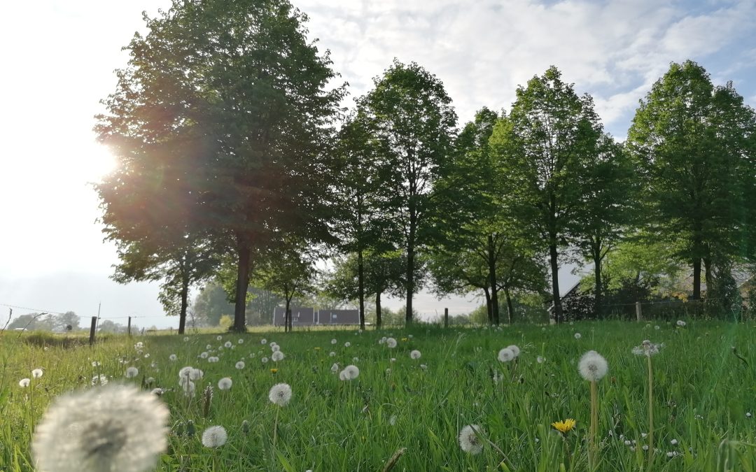 Het mooie Twentse landschap in de wei – Marlinde Hamzink