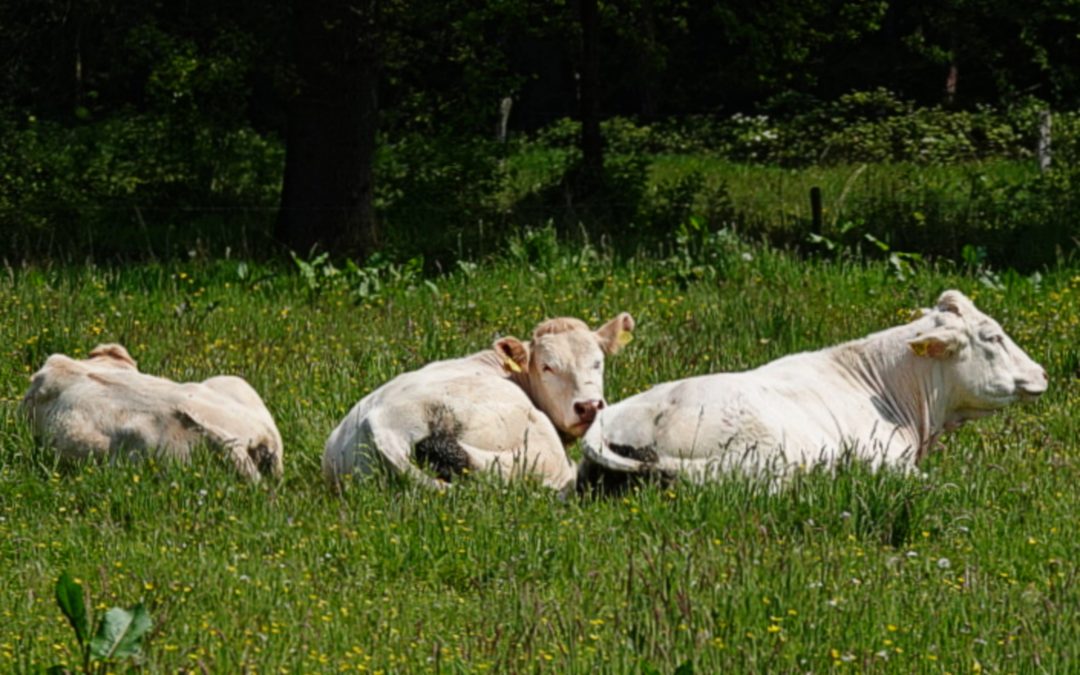 Natuurlijk chillen – Marjan Vink