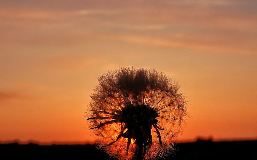 Ondergaande zon gezien door paardenbloem – Sandra Teer