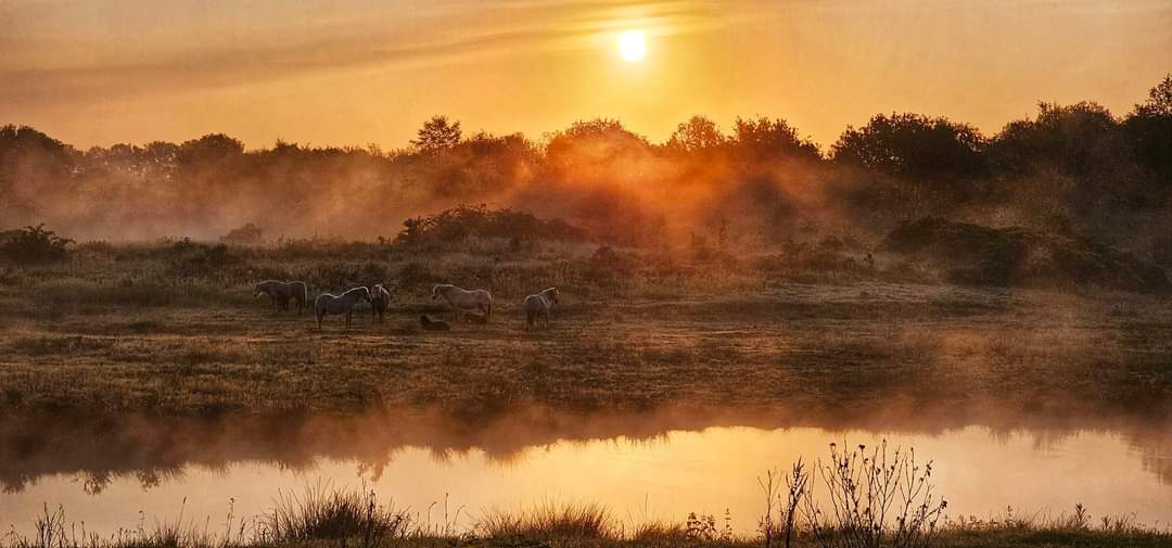 Paarden in de zon en mist – Roelie van der Vegt