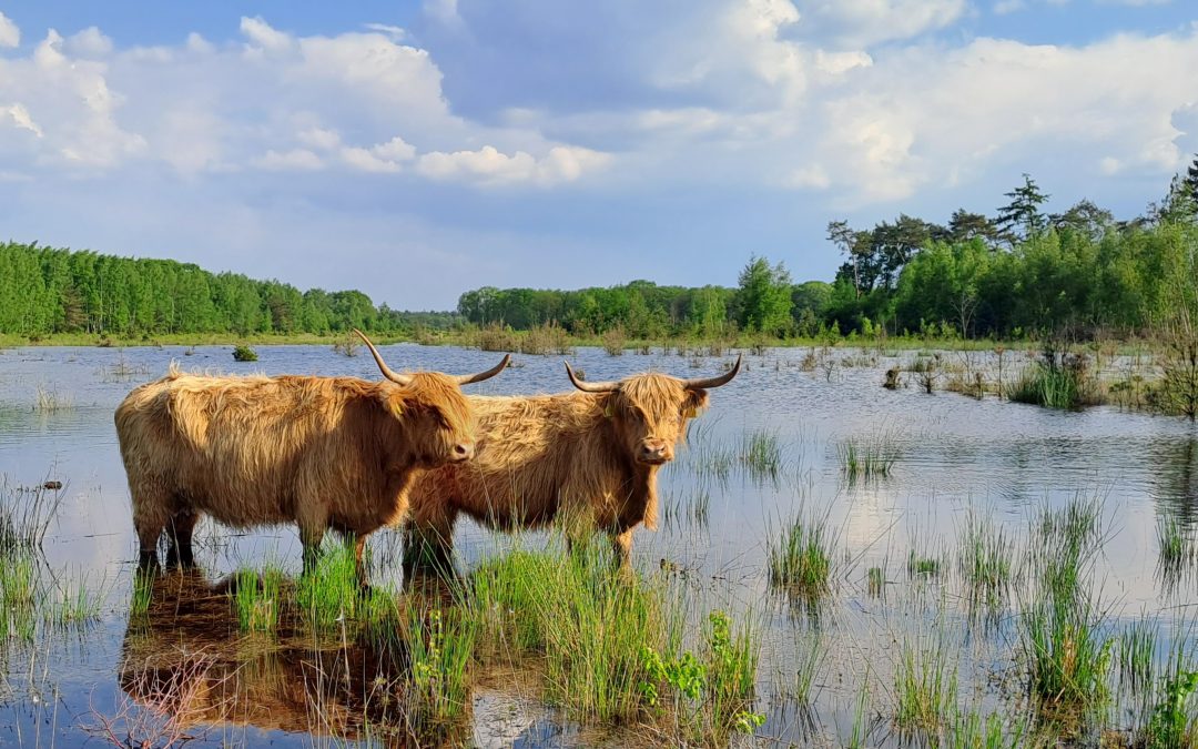 Stoere beesten … pootje baden – Dinie van Lieshout