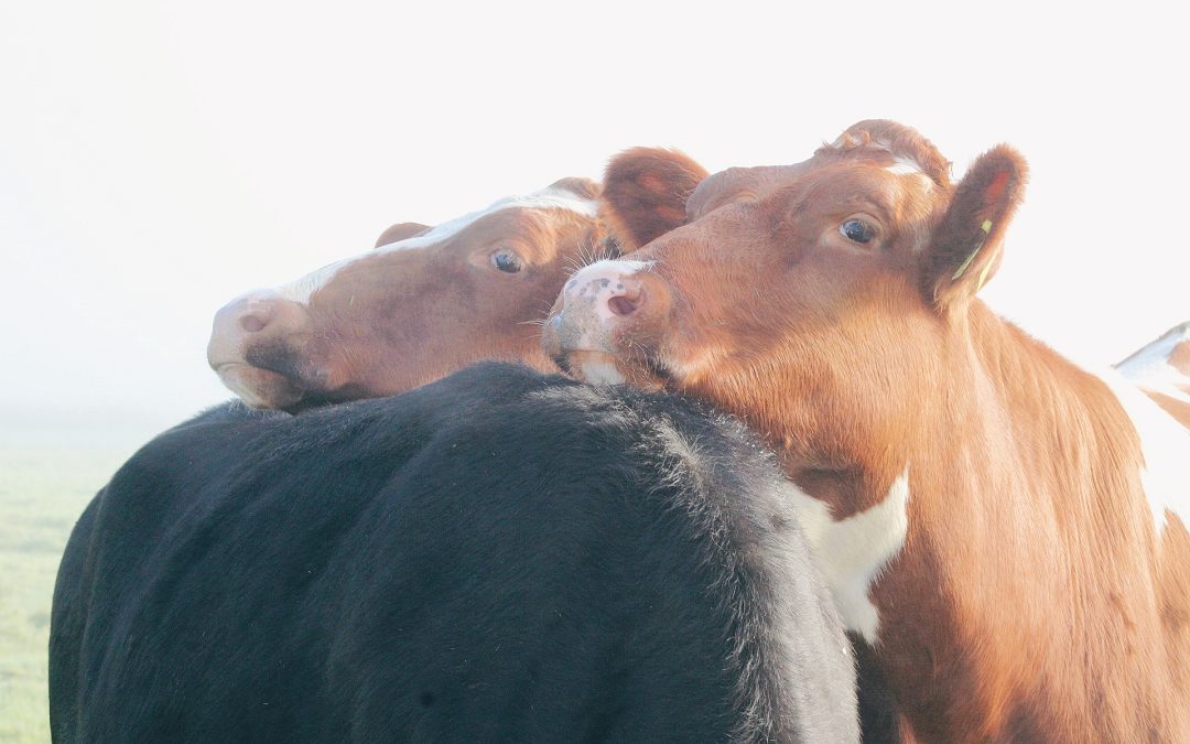 heerlijk even relaxen, zo samen als roodbonten op onze zwartbonte vriendin! – Renske Faber