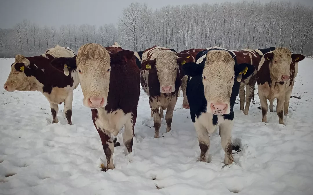 laatste koppel jongvee bij Brabantslandschap ingeschaard – Sabine Teurlings