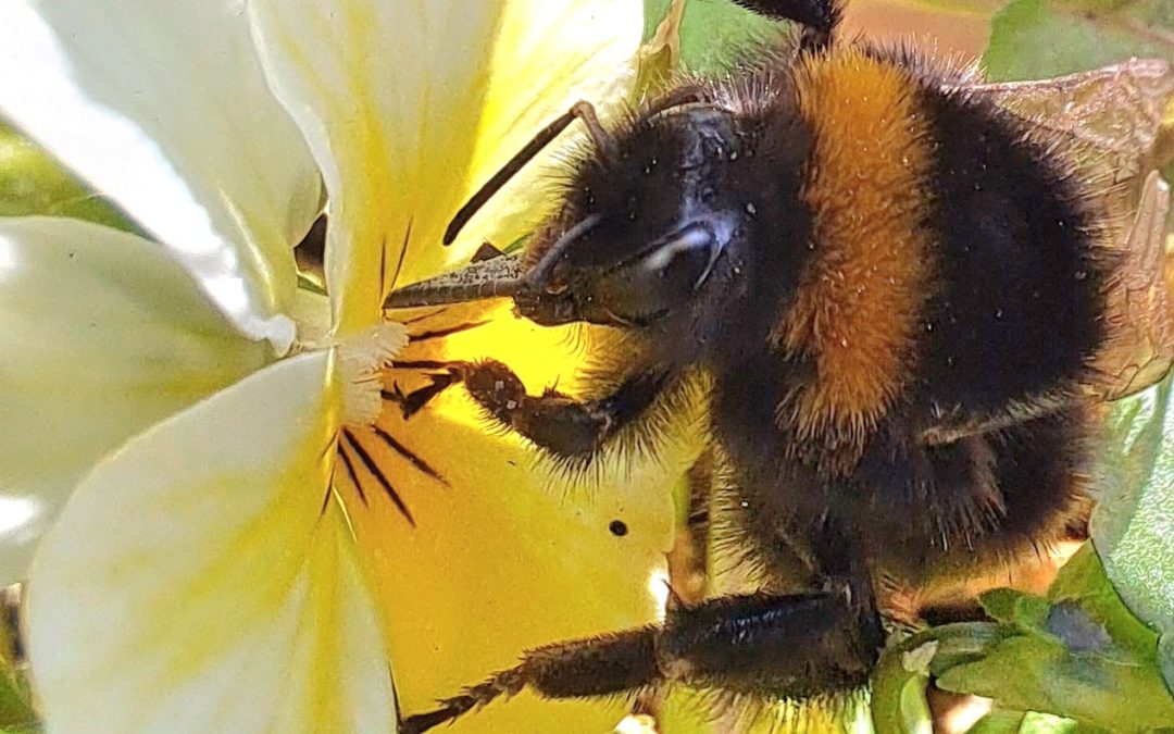 Dikke aardhommel op ’n viooltje – Dinie van Lieshout