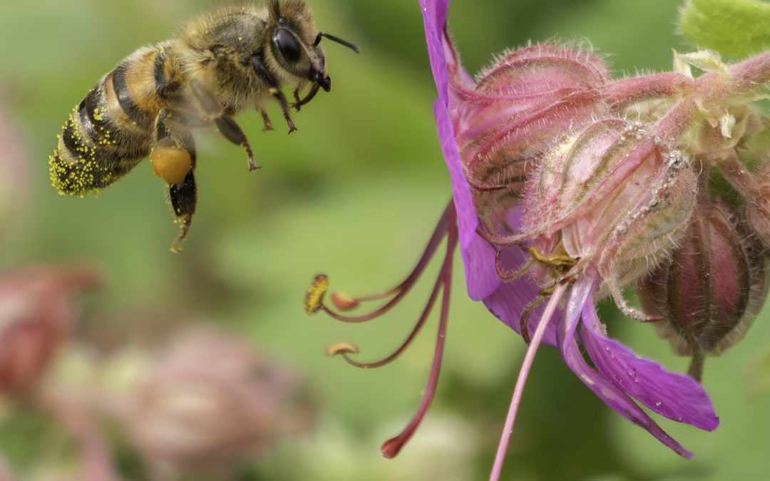 Er kan nog wel wat nectar bij!! – Jeannette Traa