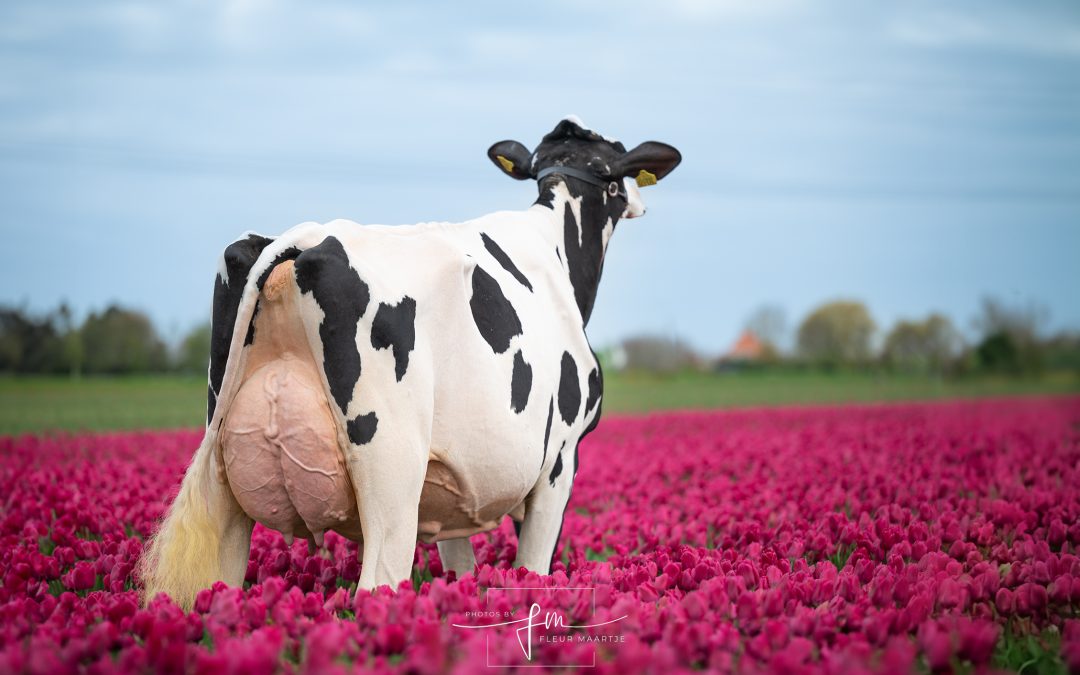 HET HOLLANDS SCHOON – Fleur Bakker