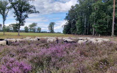 Hoeden op het springendal – Ester Kolkman