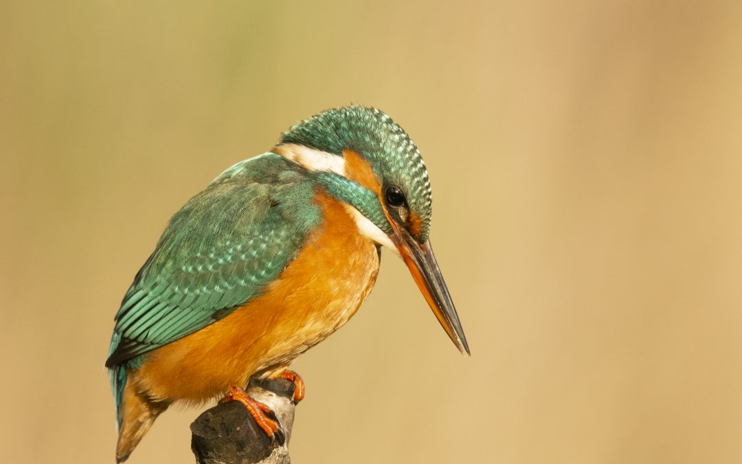 Kleurenpracht tussen het riet – Wendy Blauw