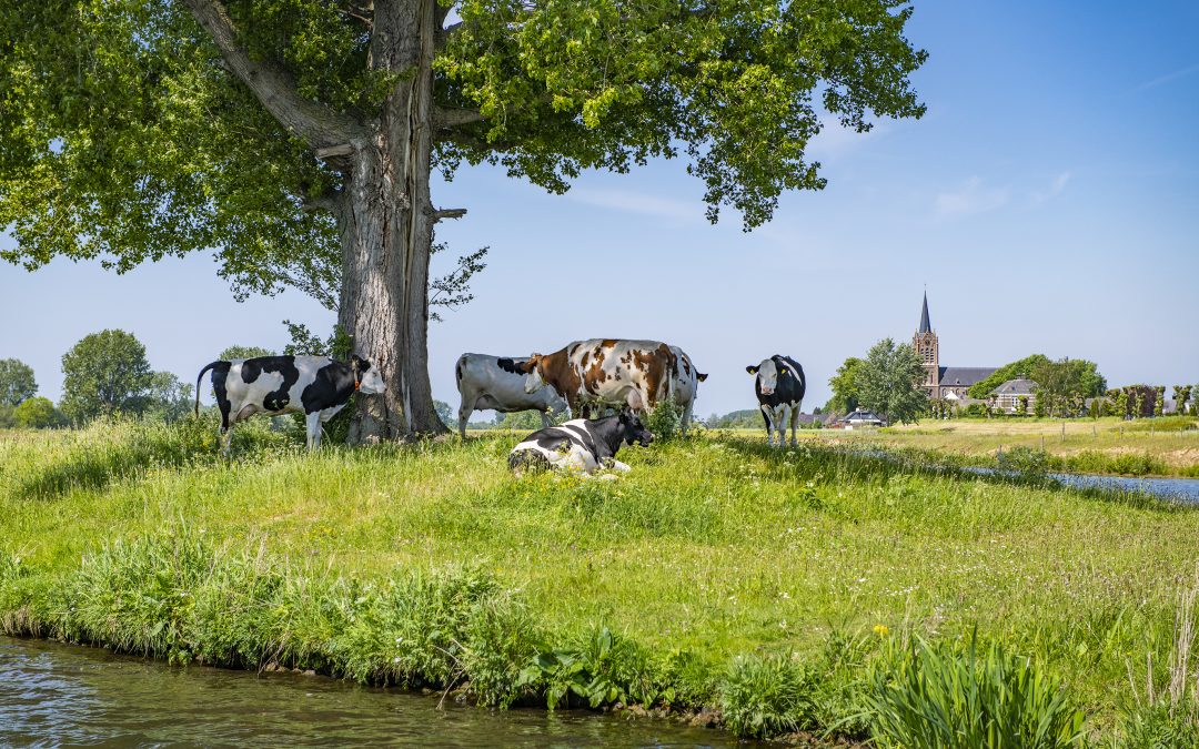 Koeien in de schaduw van een bakenboom – Ron van der Stappen