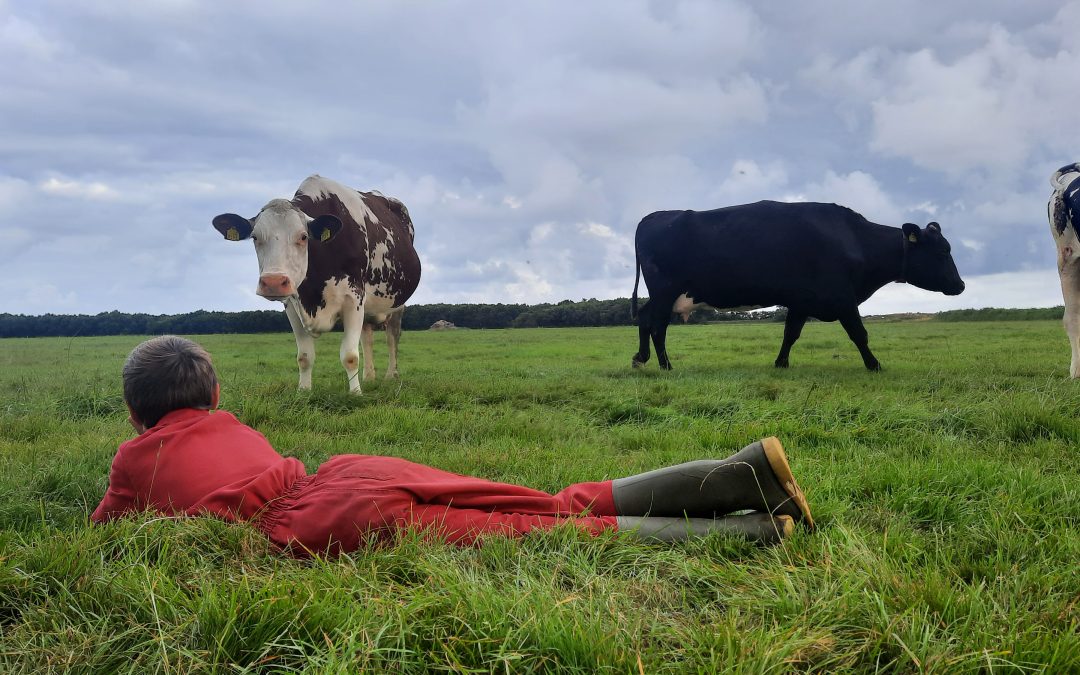 Liefde voor koeien – Lianne Kanger-Hartelo