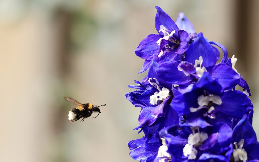 Mooie Natuur……..O zo dichtbij!! – Erik Vaartjes