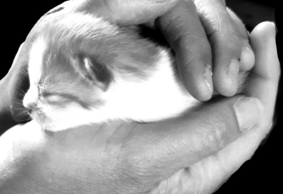 Plattelands kitten – Marijke Tempelman