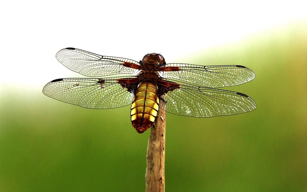 Prachtige vrouwtjes platbuik libelle – Willemien Tigelaar