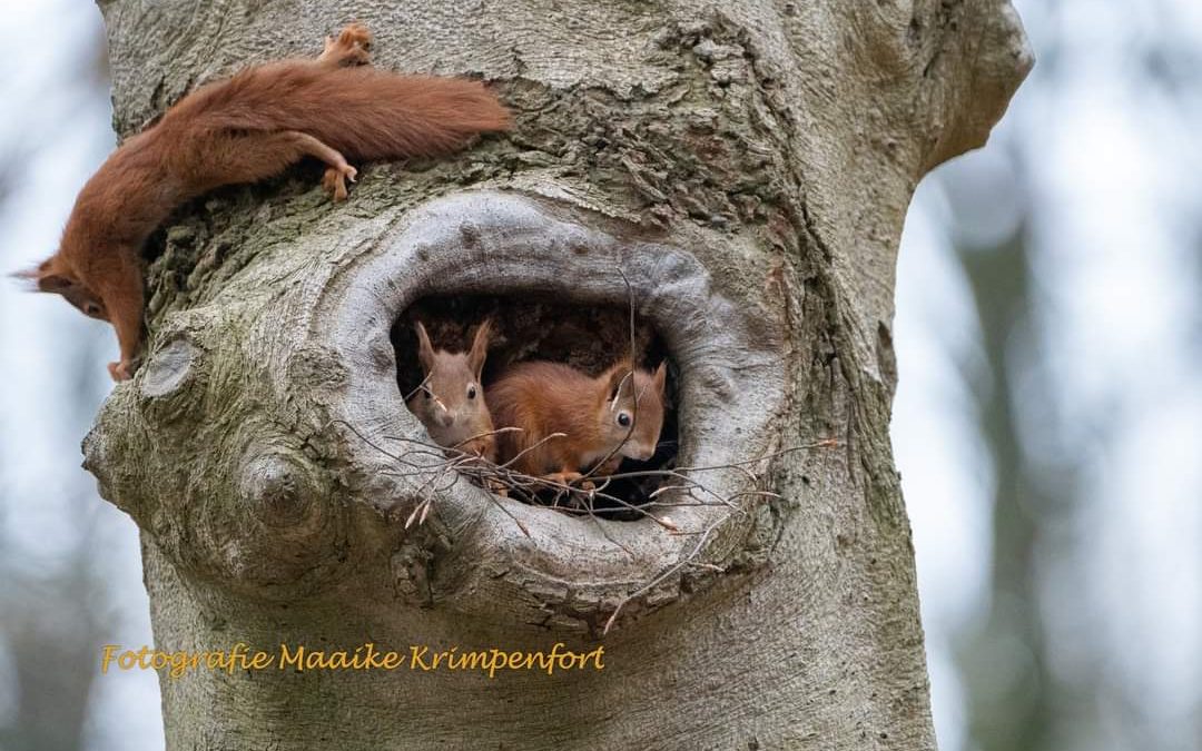 Puur natuur – Maaike Krimpenfort