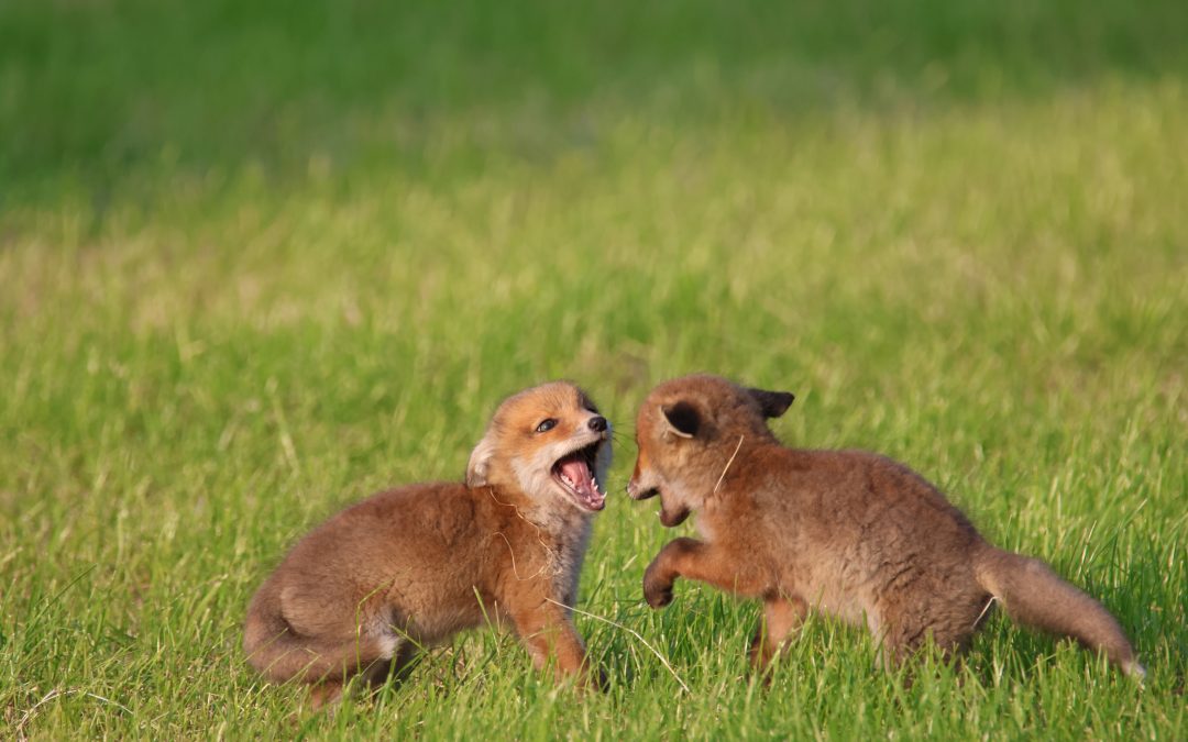 Spelende vossenwelpen – Suzanne Holtslag