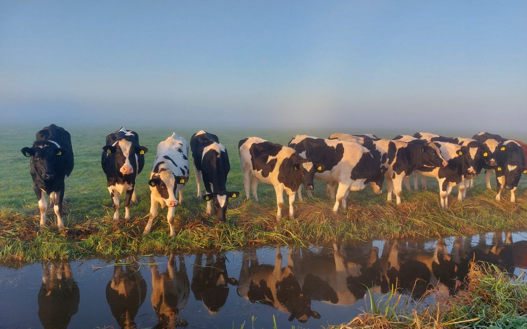 Spiegelbeeld – Jacqueline van Staalduinen