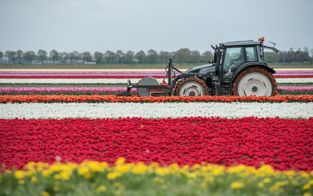 Tulpen kopper – Ron van der Stappen
