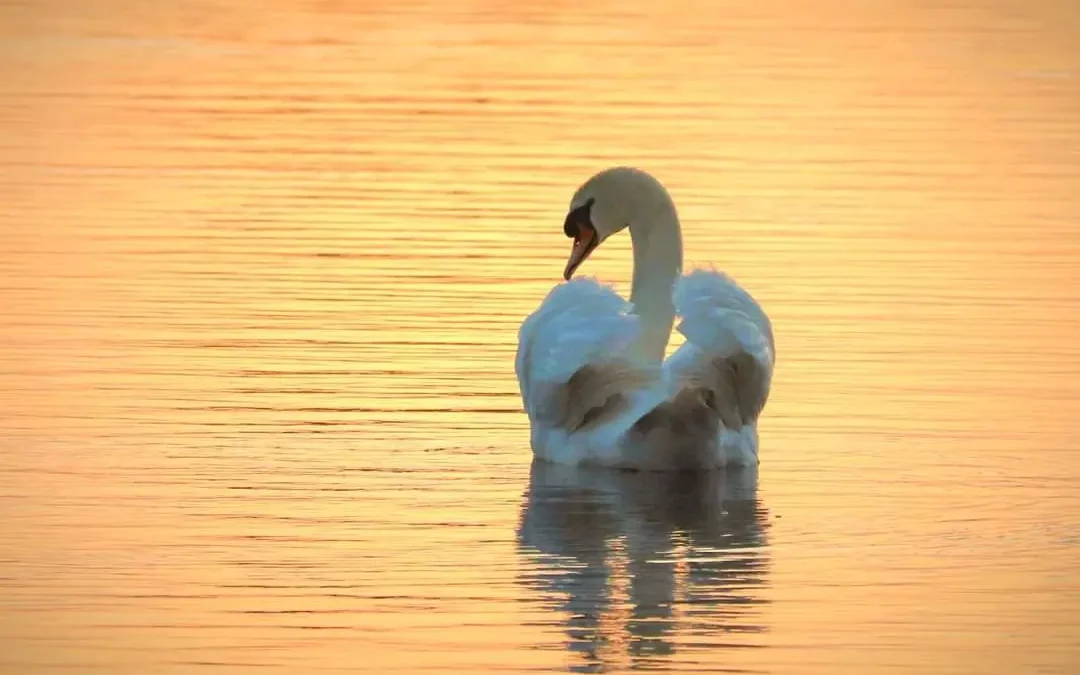 Zwaan in het licht van de ondergaande zon – Henny de Bruyn