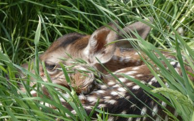 Bambi in de wei – Roza van de Peppel