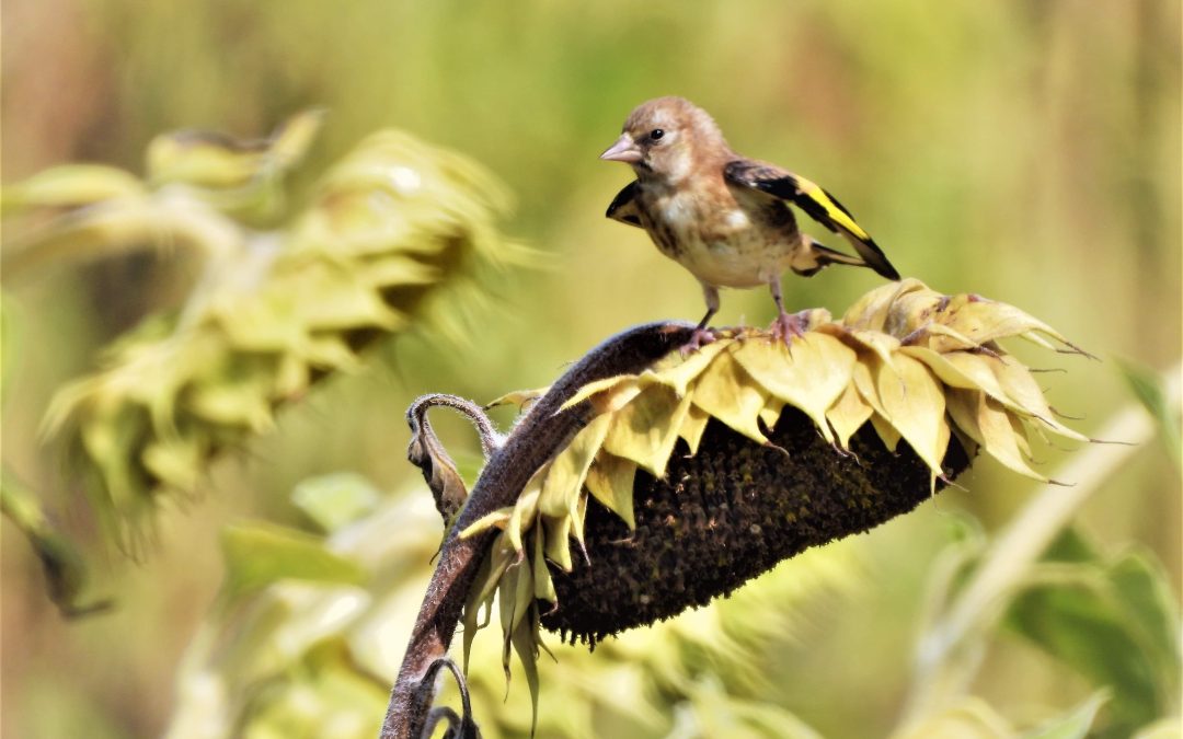 Biodiversiteit – Maria van Essen