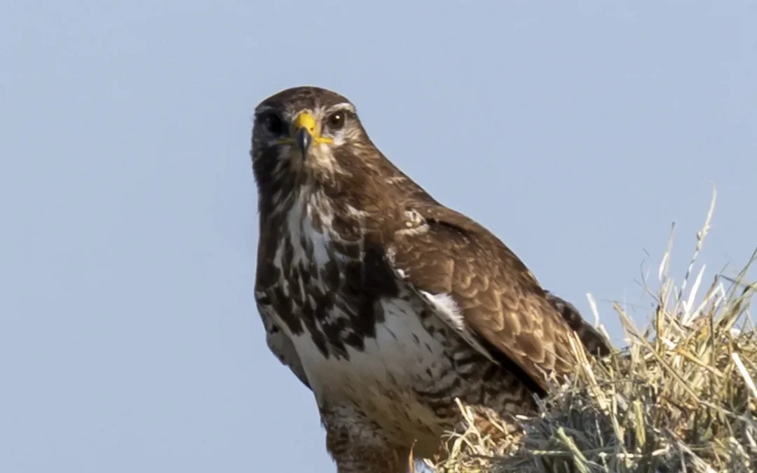 Buizerd komt buurten – Ewald Pikkert