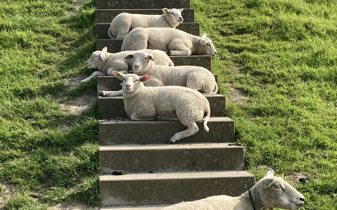 Chillende schapen – Sonja Hagens-Visser