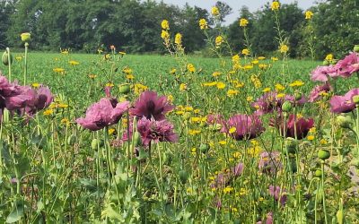 Fleur en franje – Mirjam Harders