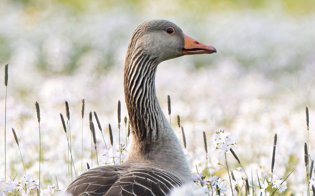 Grauwe gans in bloemenzee – Milou Groot