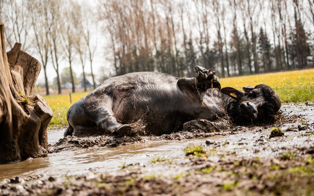 Heerlijk modderbad – Willem-Mathijs Van der Aa