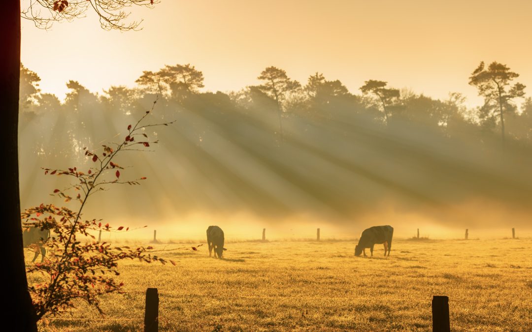 Koeien in de mist – Wim Terwel