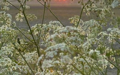 Mooi vergezicht in de polder van Goedereede – Petra de Vries