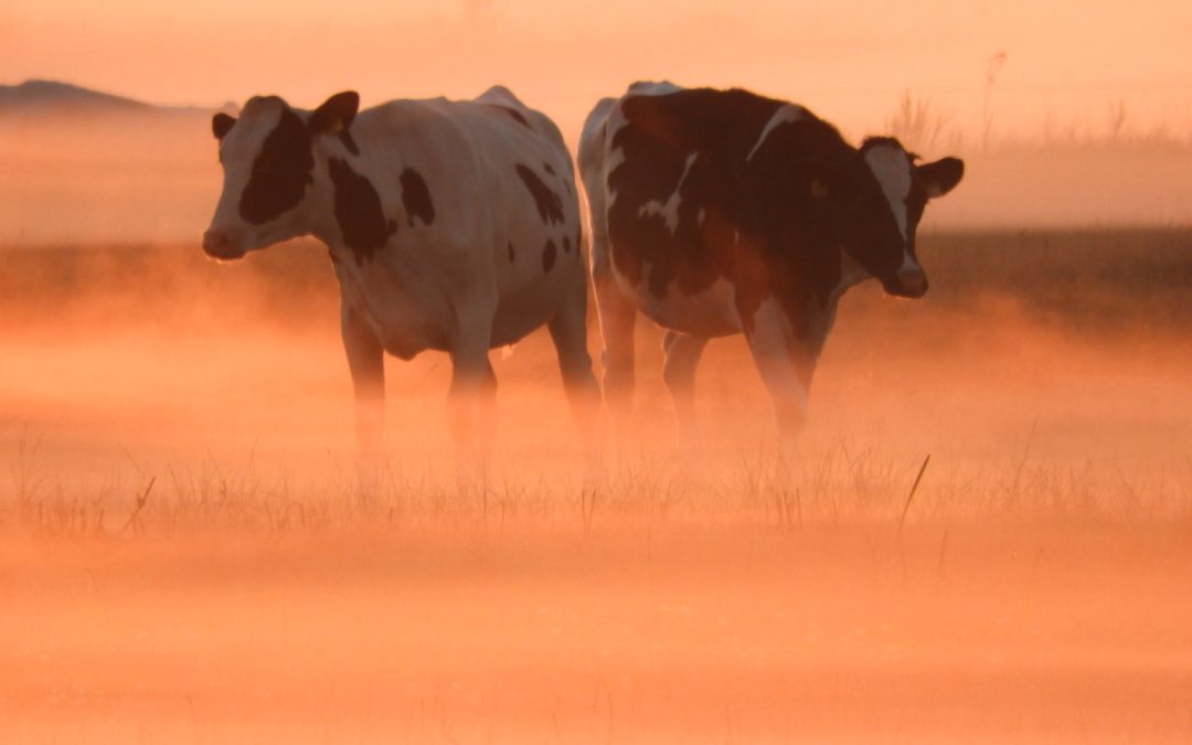 Mysterious cows – Bianca van Emous