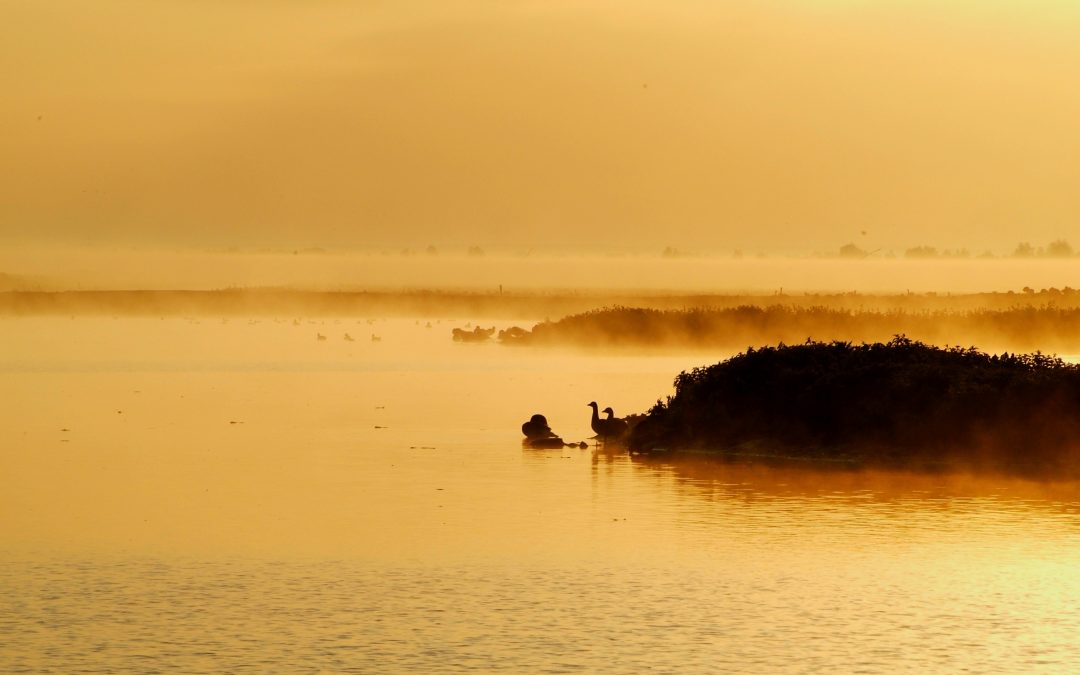 Ochtendnevel op de Oostvaardersplassen – Ron Hengeveld