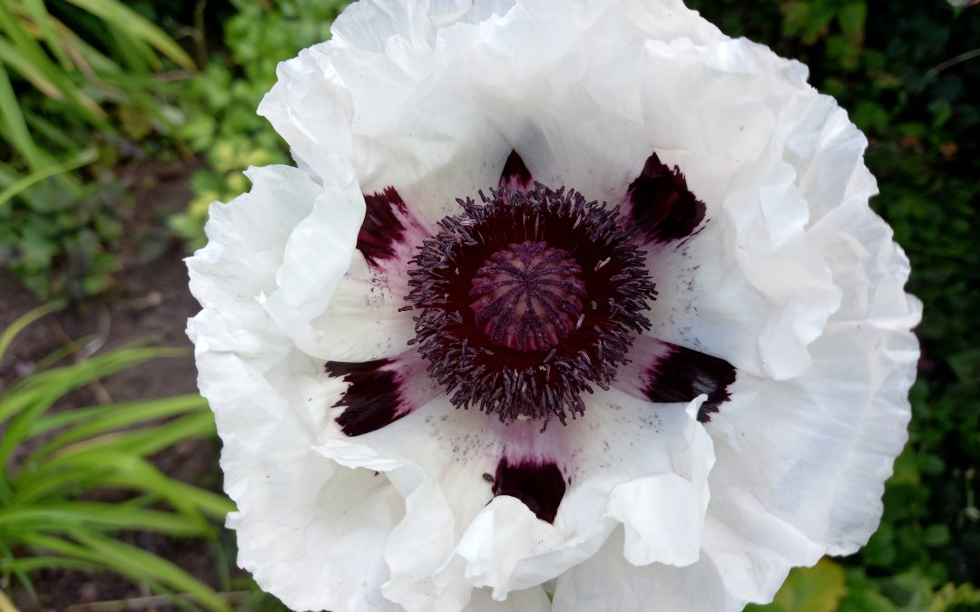 Papaver – Catherina Post-Vrielink