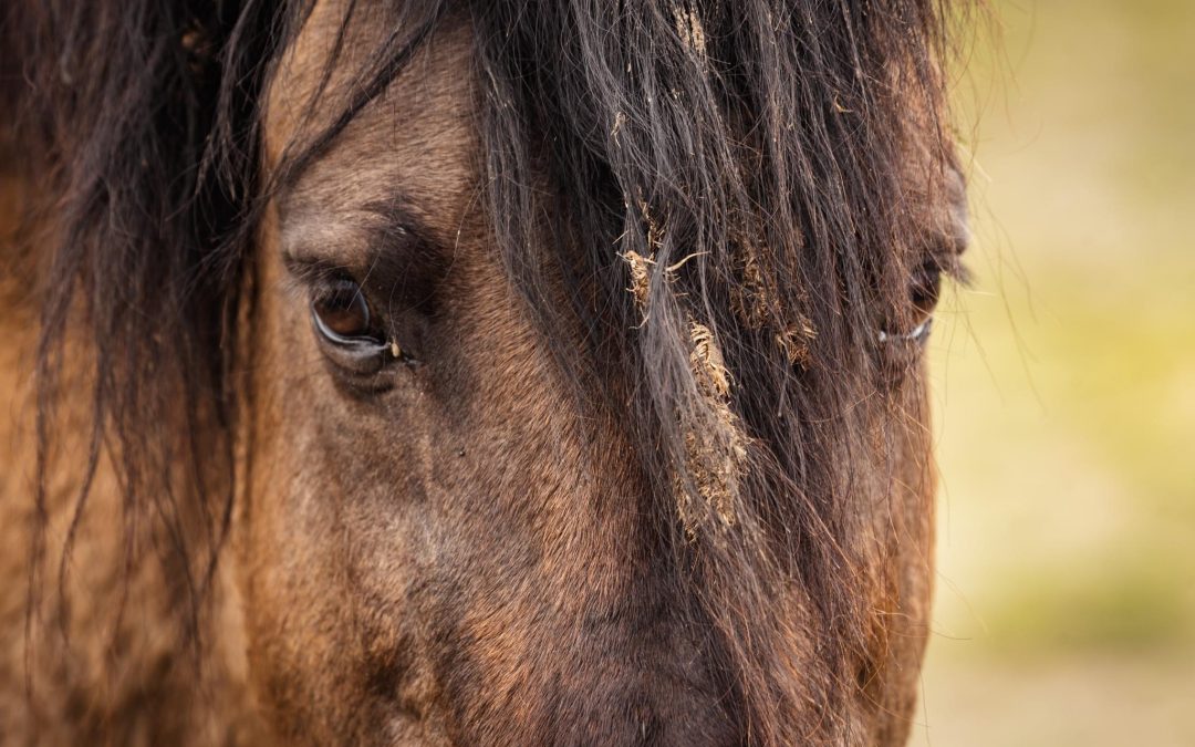 Wild horse close up – Elizabeth Babtist