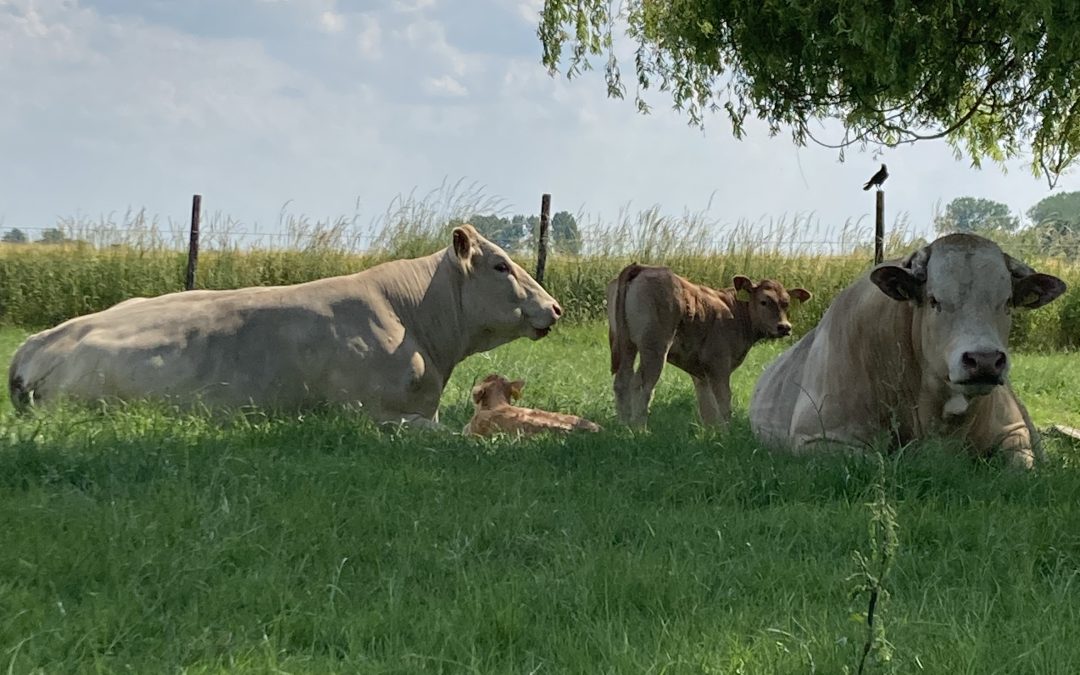 Zomer in Zeeland – Ferdie Maljaars