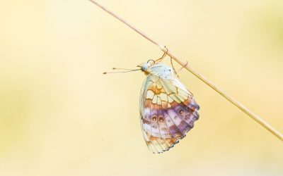 Opdrogende Braamparelmoervlinder – Dyderick Bremmer