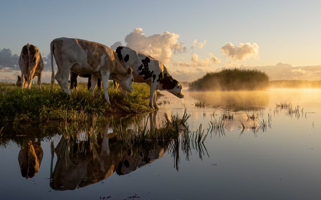 Koeien in de ochtendzon – Anton Oosterbroek