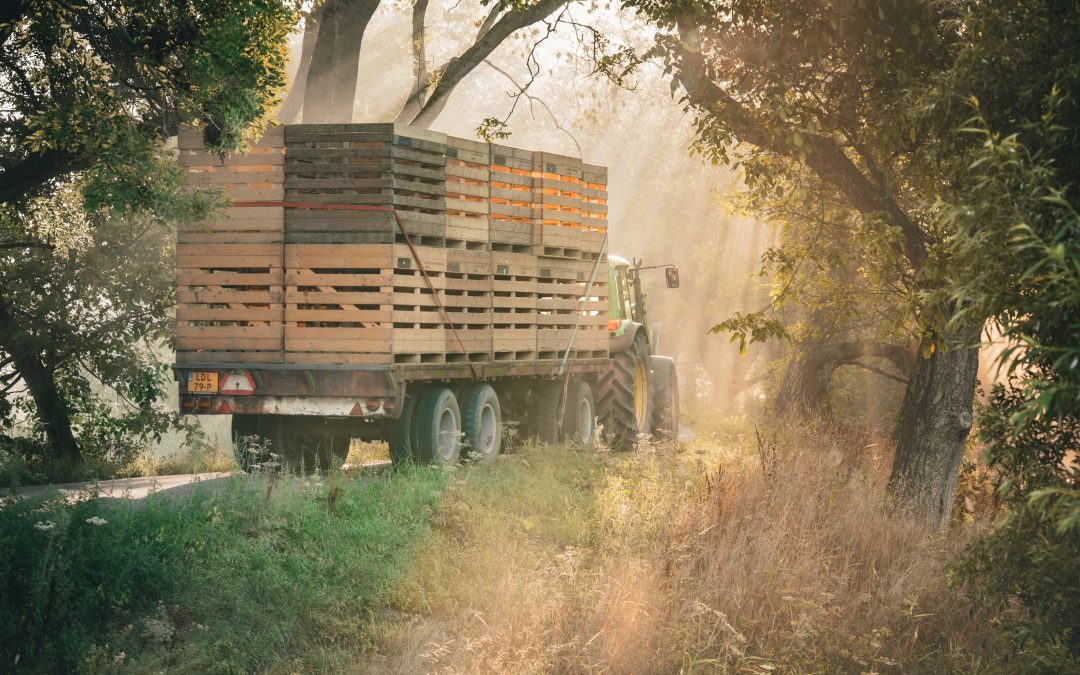 Het gouden uur, onderweg naar het pompoenenveld – Chris Biesheuvel