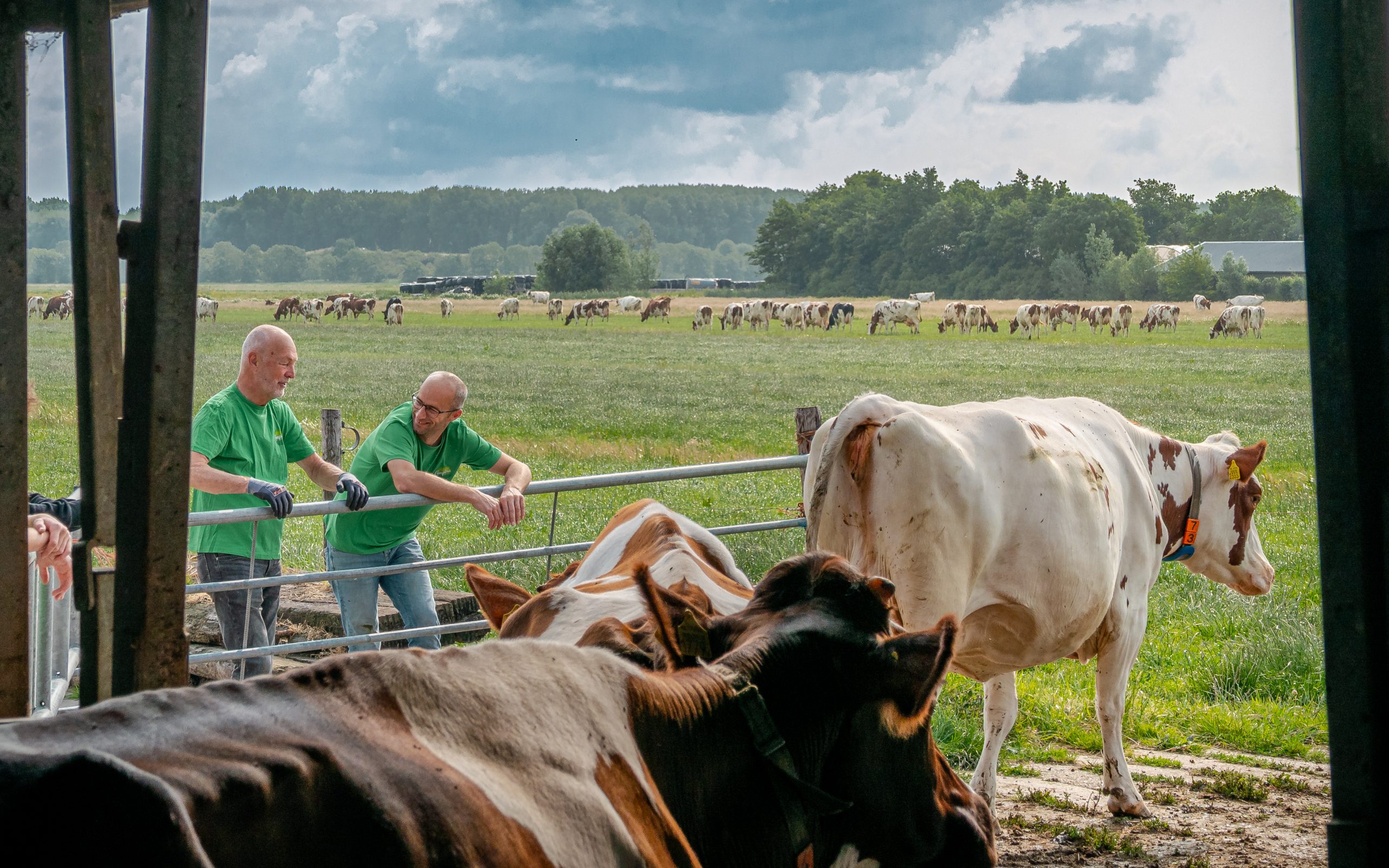 Koeien naar buiten voor Campinadag 2025 - Ewoud WIllem den Breeijen