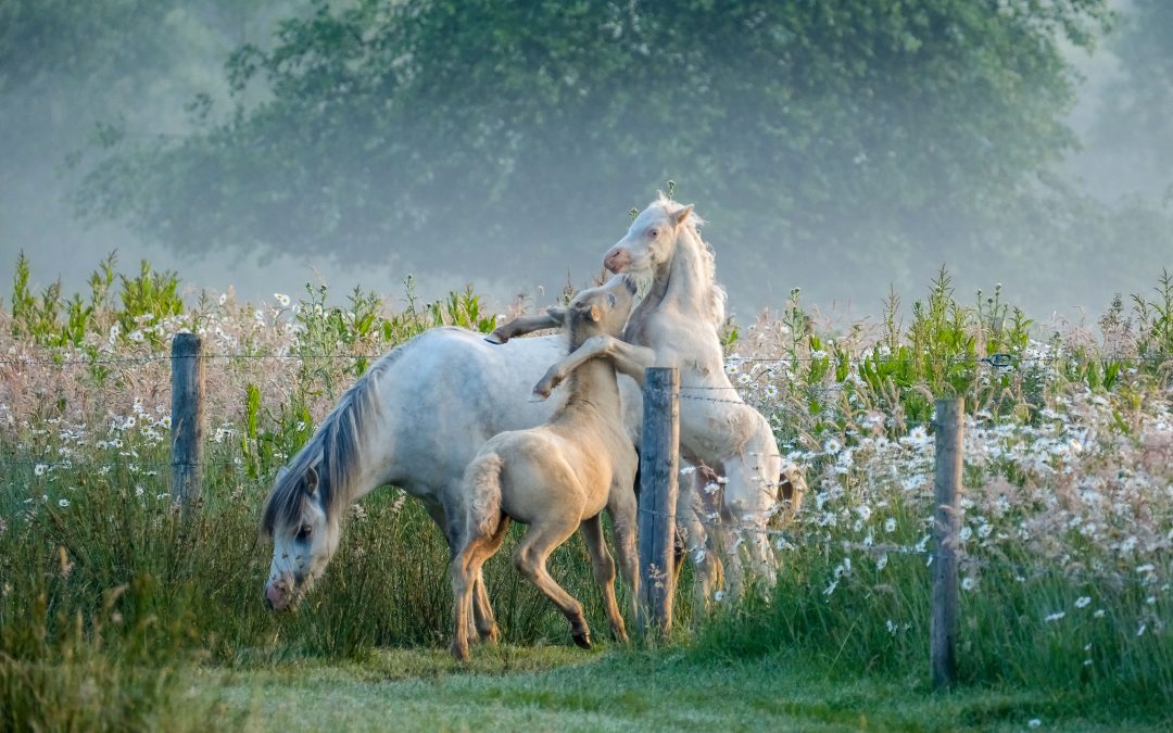 Paarden in de mist – Roelie van der Vegt